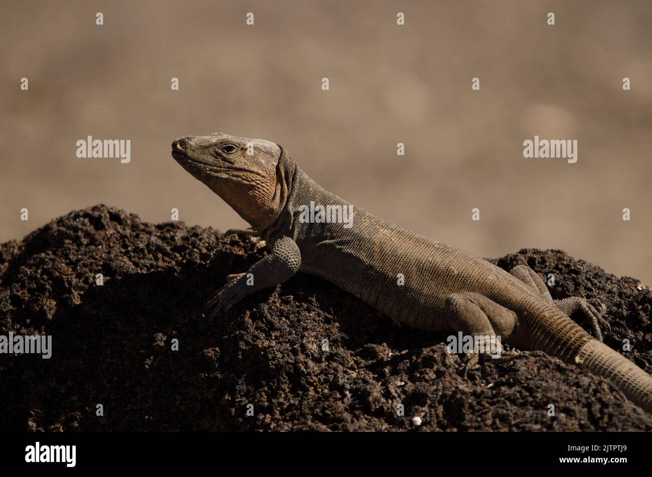 Male Gran Canaria giant lizard Gallotia stehlini. La Garita. Telde