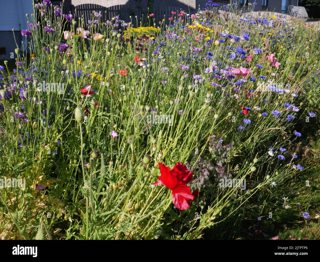 Pollinator patch in suburban garden, Cornwall. Stock Photo