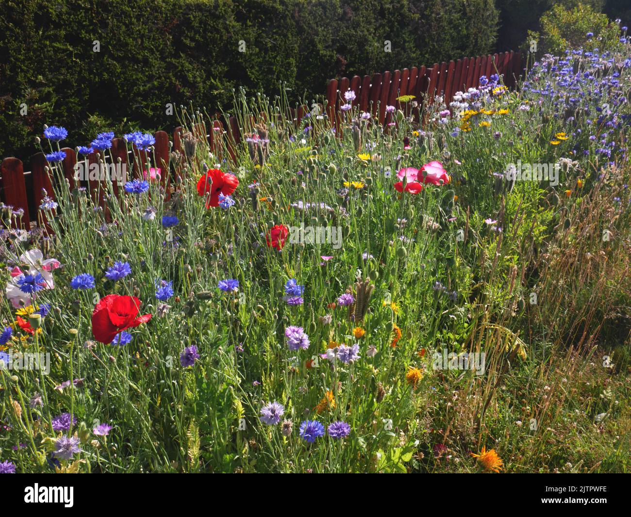 Pollinator patch in suburban garden, Cornwall. Stock Photo