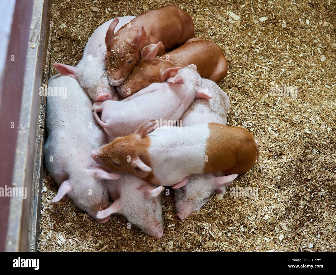 The top view of cute piglets sleeping on top of each other on the