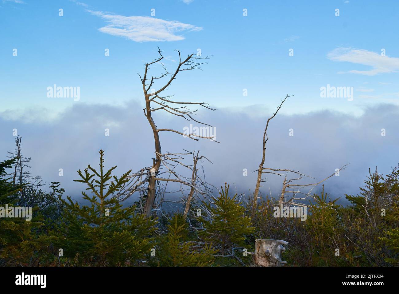 The view of dry tree branches and green plants under the blue sky with ...