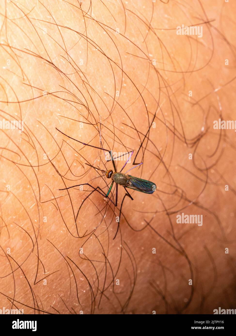 Gnat stinging human arm, plague Stock Photo - Alamy