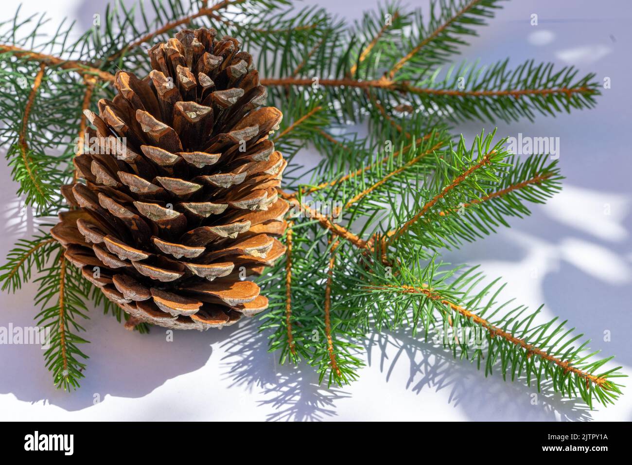 Pine cone with branch Christmas decoration Stock Photo