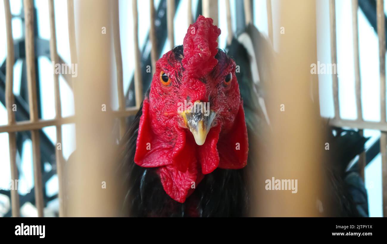The close-up view of a rooster with a red comb staring straight out of the cage Stock Photo