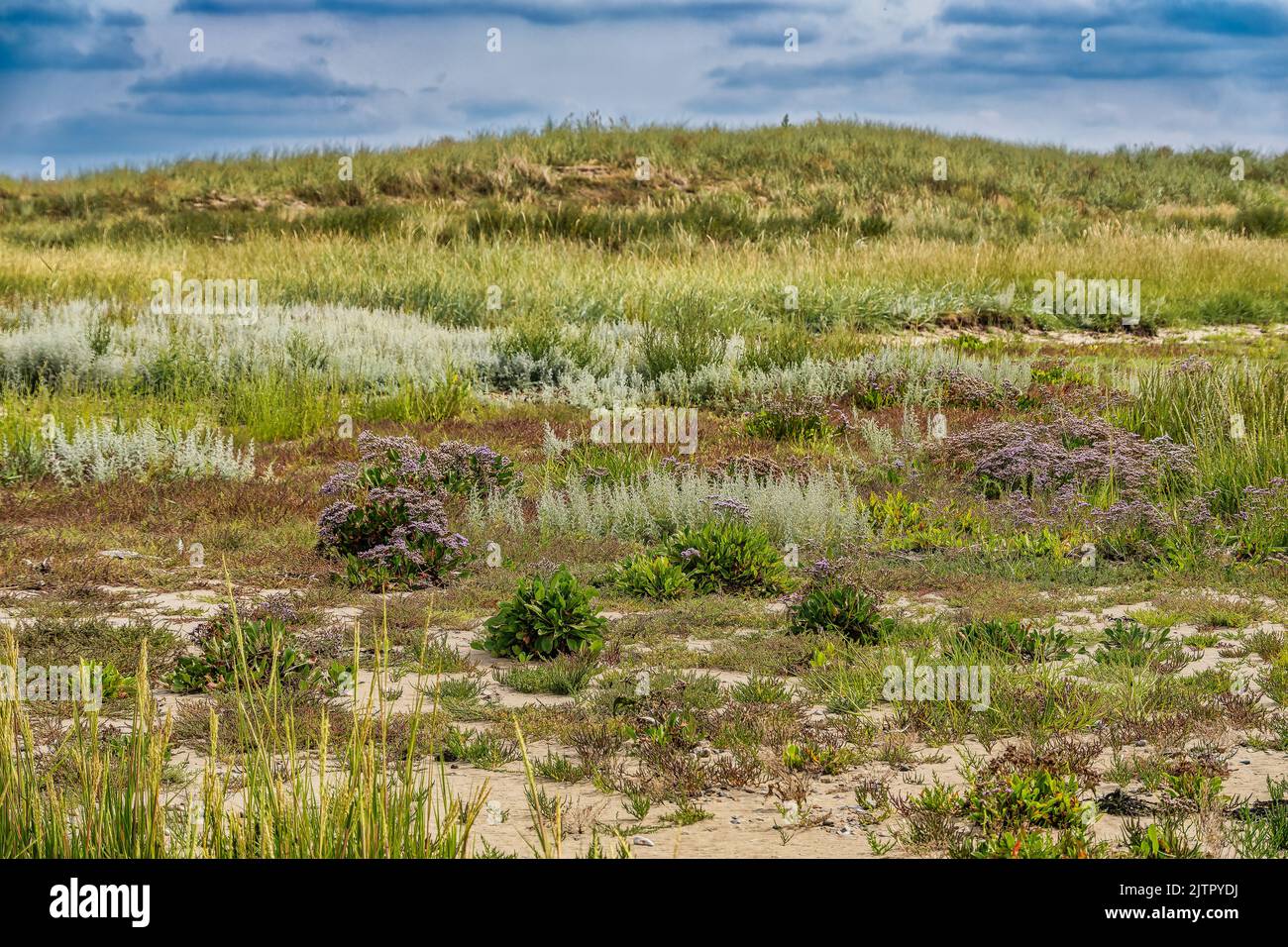 Salt hardy vegetation in the wadden sea Unesco area on the Island Langli, near Esbjerg Denmark Stock Photo