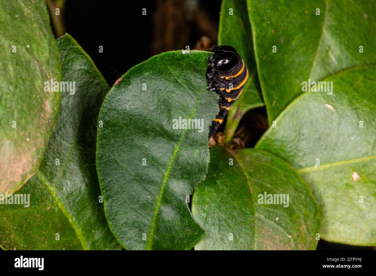 Caterpillar eating leaf on a tree Stock Photo Alamy