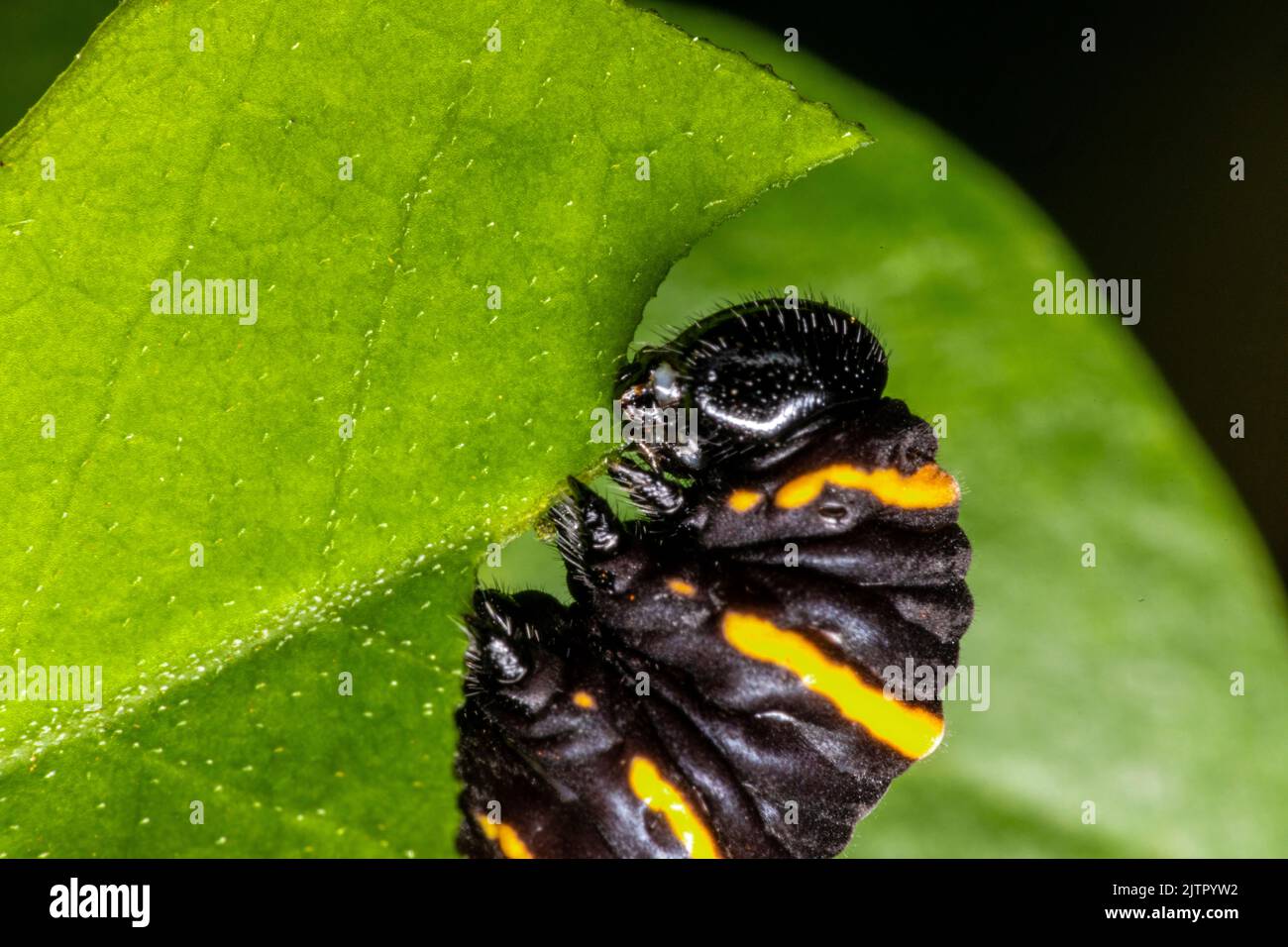 Caterpillar eating leaf on a tree Stock Photo - Alamy