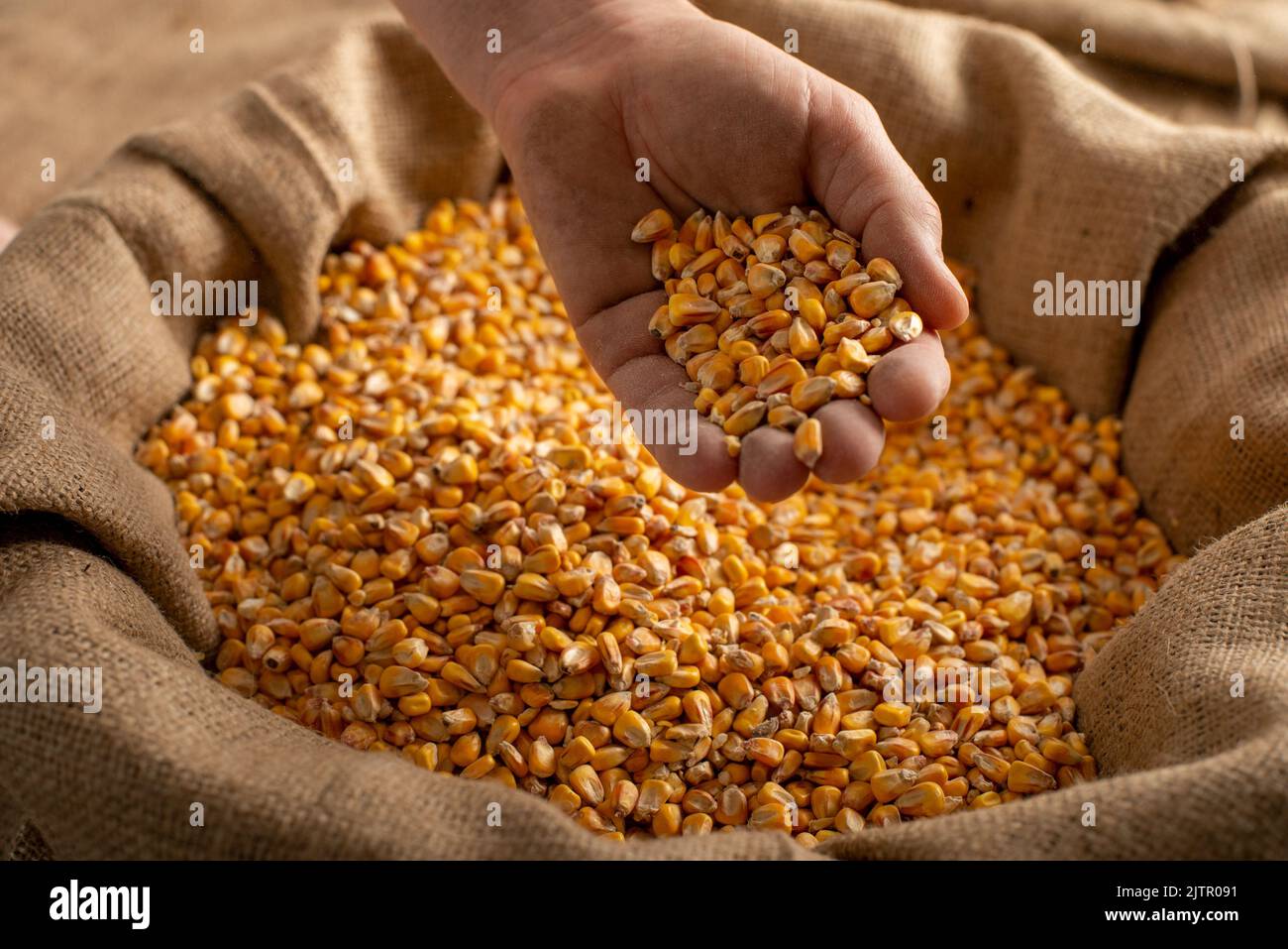 Caucasian male showing maize corns in his hands from over burlap sack Stock Photo