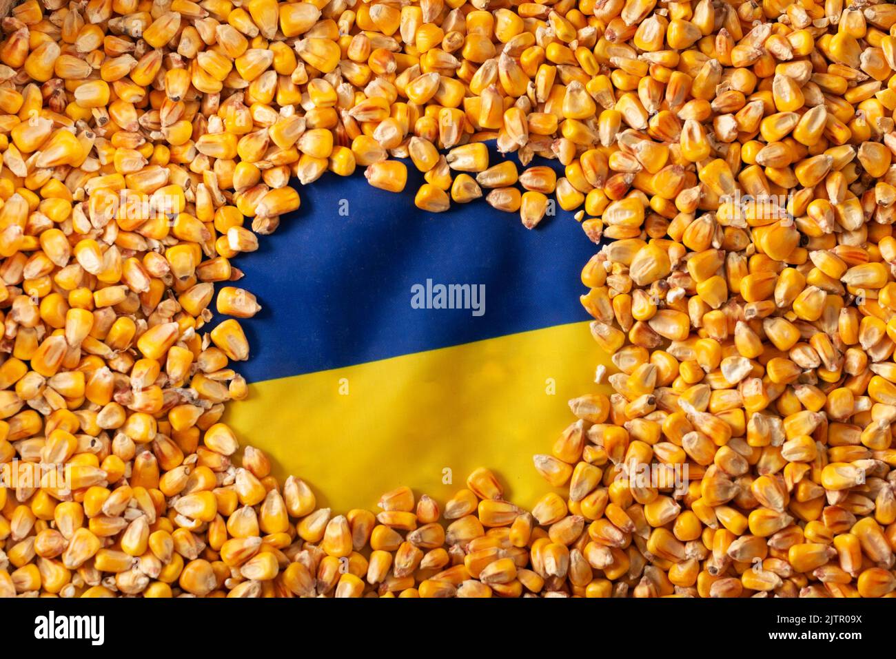 Burlap sack with corn kernels and Ukrainian flag concept Stock Photo