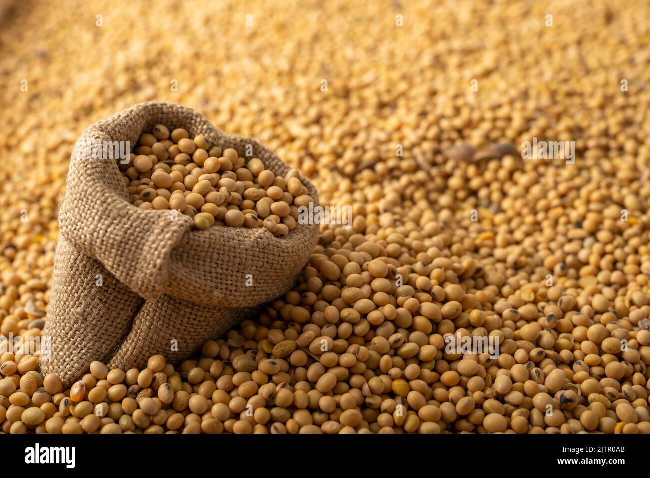 Burlap sack with soy on soy bean background closeup Stock Photo