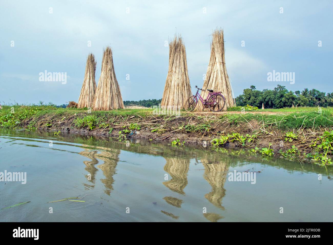 Jute sticks are being gathered in one place and dried. The reflection of the dried stick fell into the water of the pond. Stock Photo