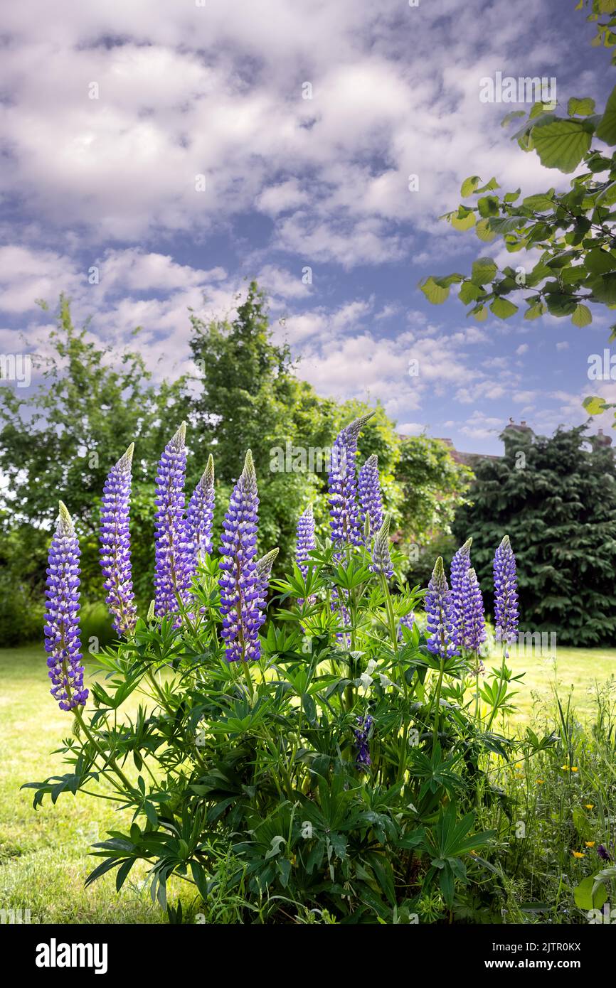 Blue and white lupin or Lupinus polyphyllus in a garden in spring Stock Photo