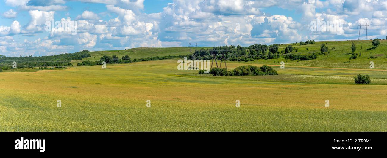 Rapeseed grain ripening in hi-res stock photography and images - Alamy