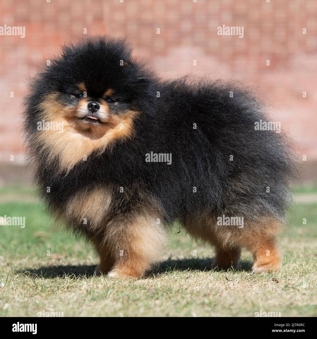 Black and tan Pomeranian Dog Stock Photo Alamy