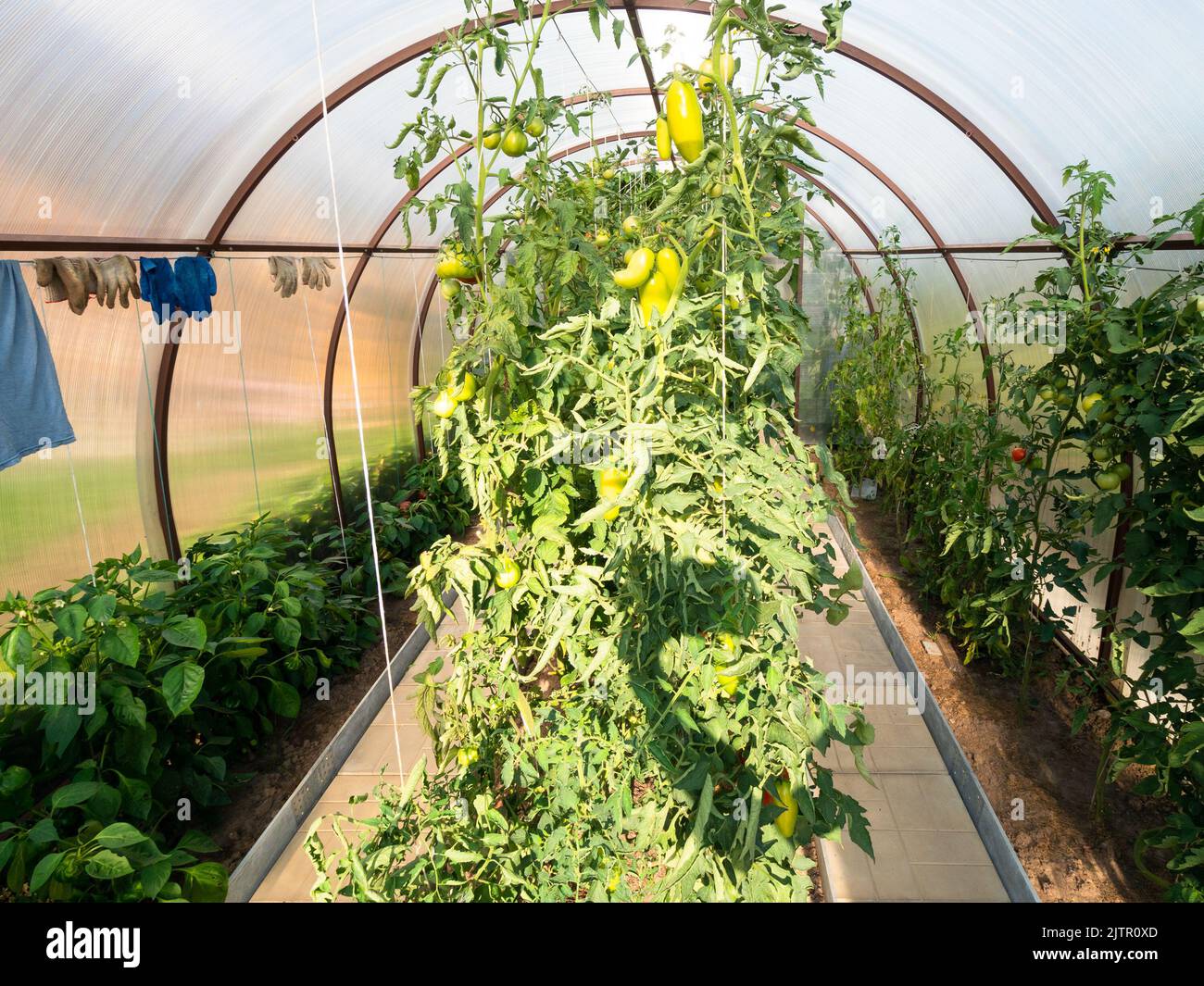bushes with green sweet peppers in greenhouse on sunny summer evening