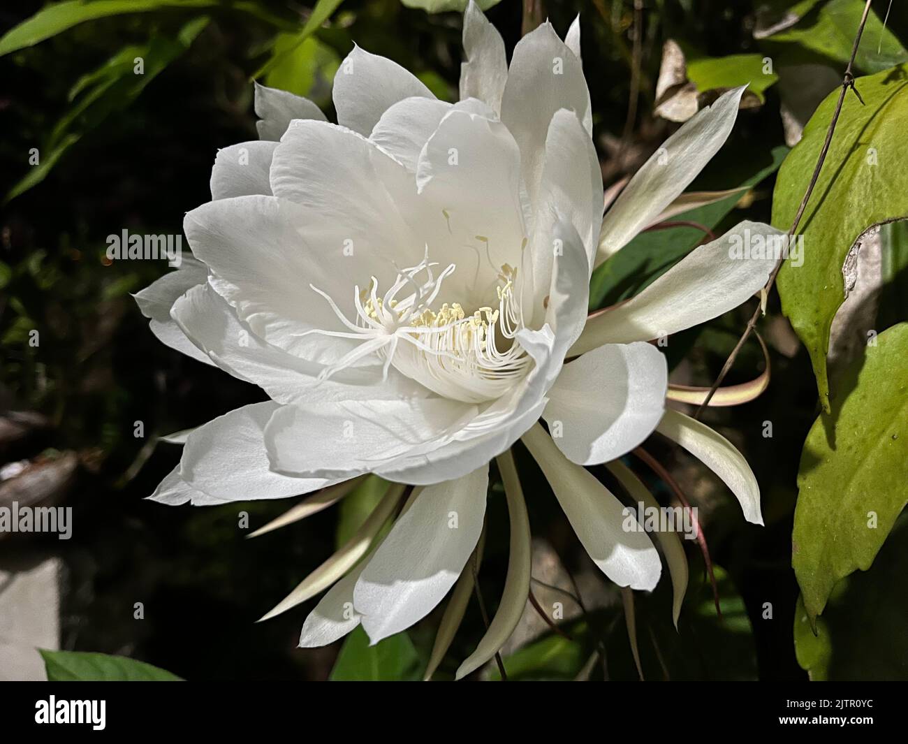 Beautiful rare white Queen of the night Epiphyllum oxypetalum flower close up. This flower