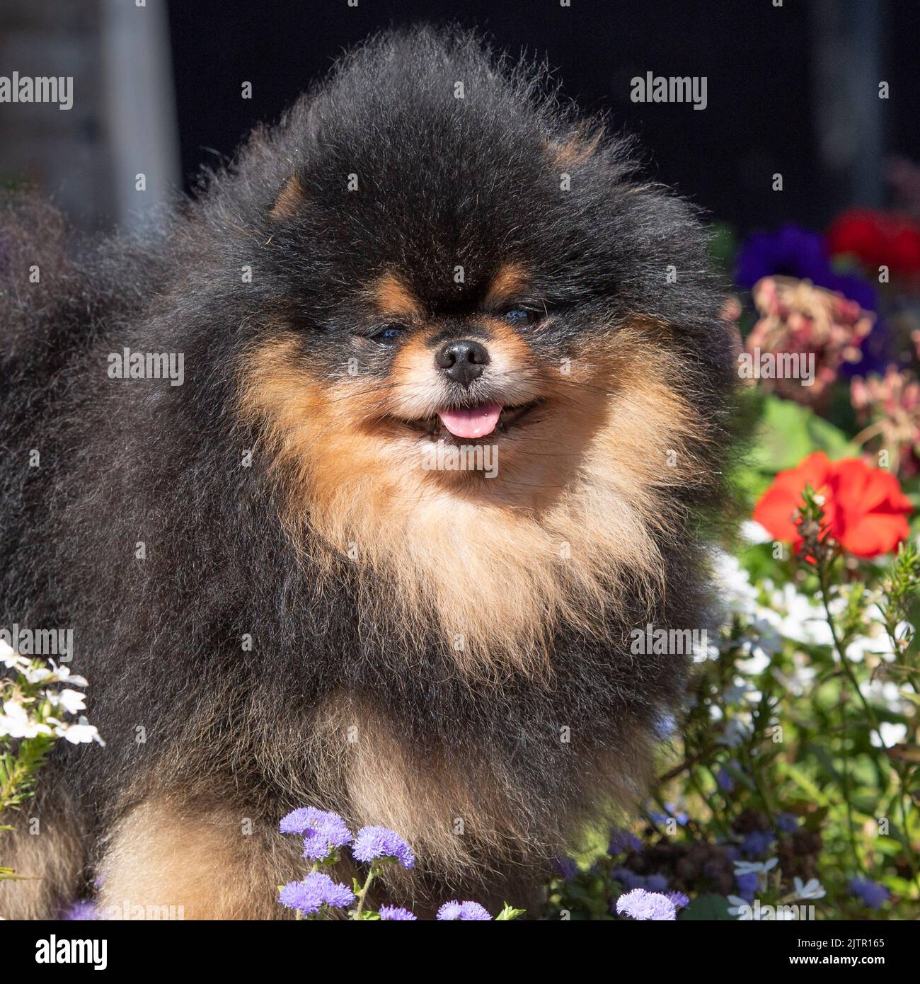Black and tan Pomeranian Dog Stock Photo Alamy