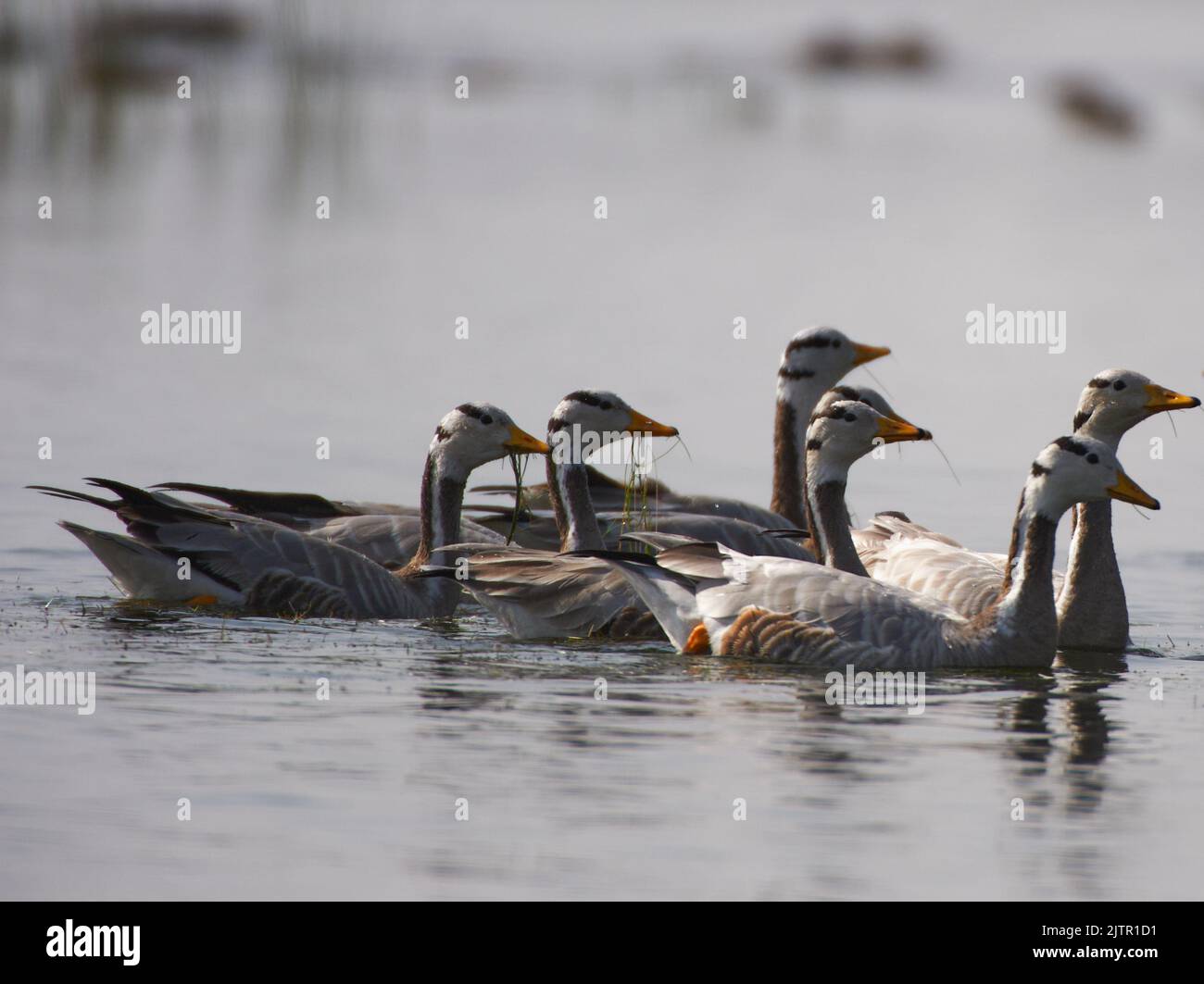 Goose Reed Bar headed geese and reed hi-res stock photography and images - Alamy