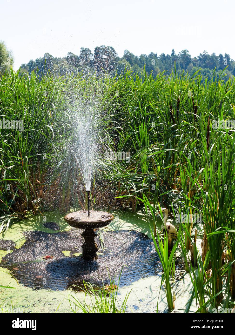 Raifa old water fountain between bulrushes on shore of lake on sunny summer ...