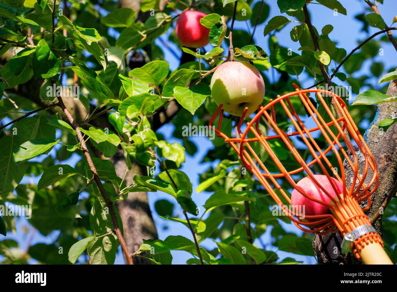 Harvesting ripe apples by a metal picker on a blurred background of green leaves on a sunny summer day. Stock Photo