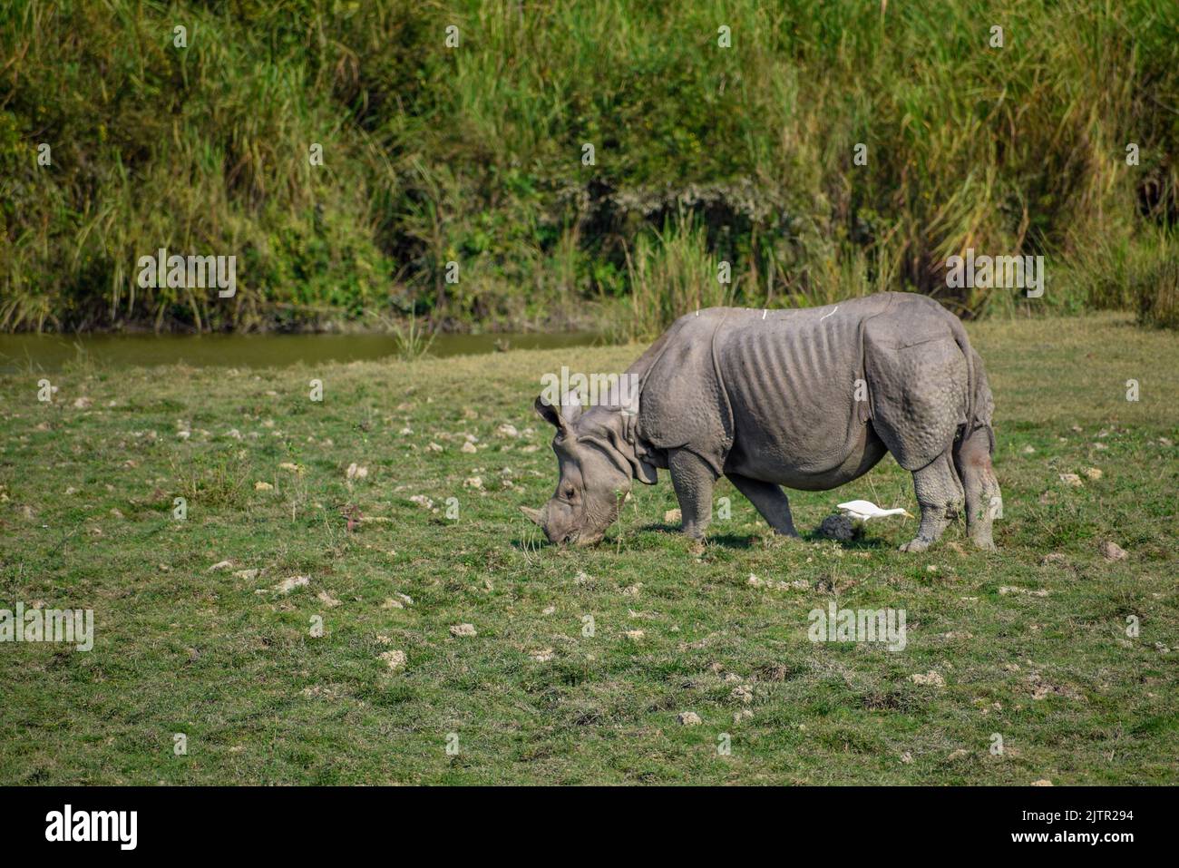 One-horned Rhino in Kaziranga National Park, India Stock Photo - Alamy