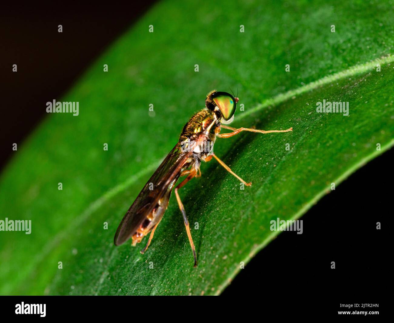 Macro photography of small insects Stock Photo - Alamy