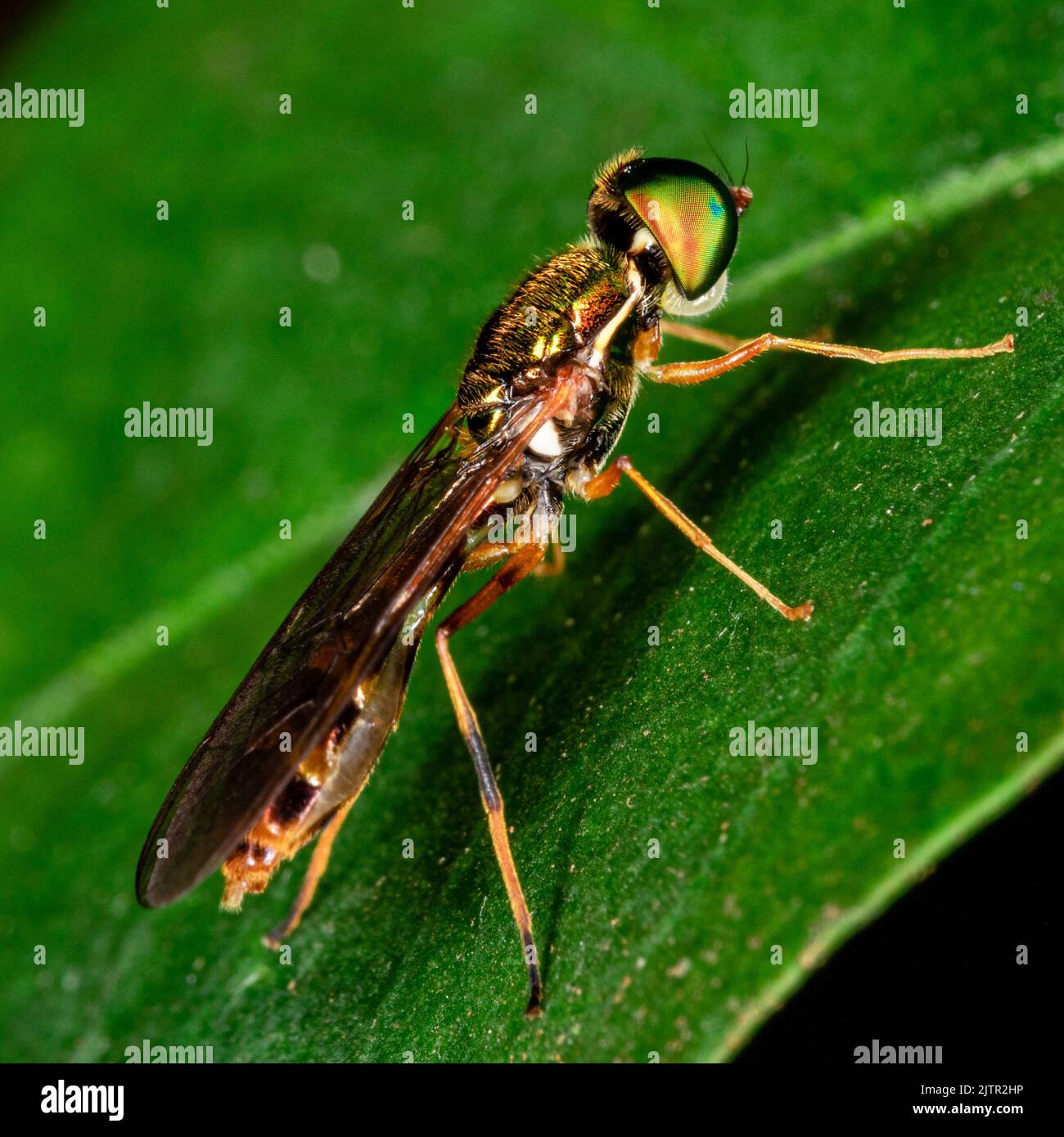 Macro photography of small insects Stock Photo - Alamy