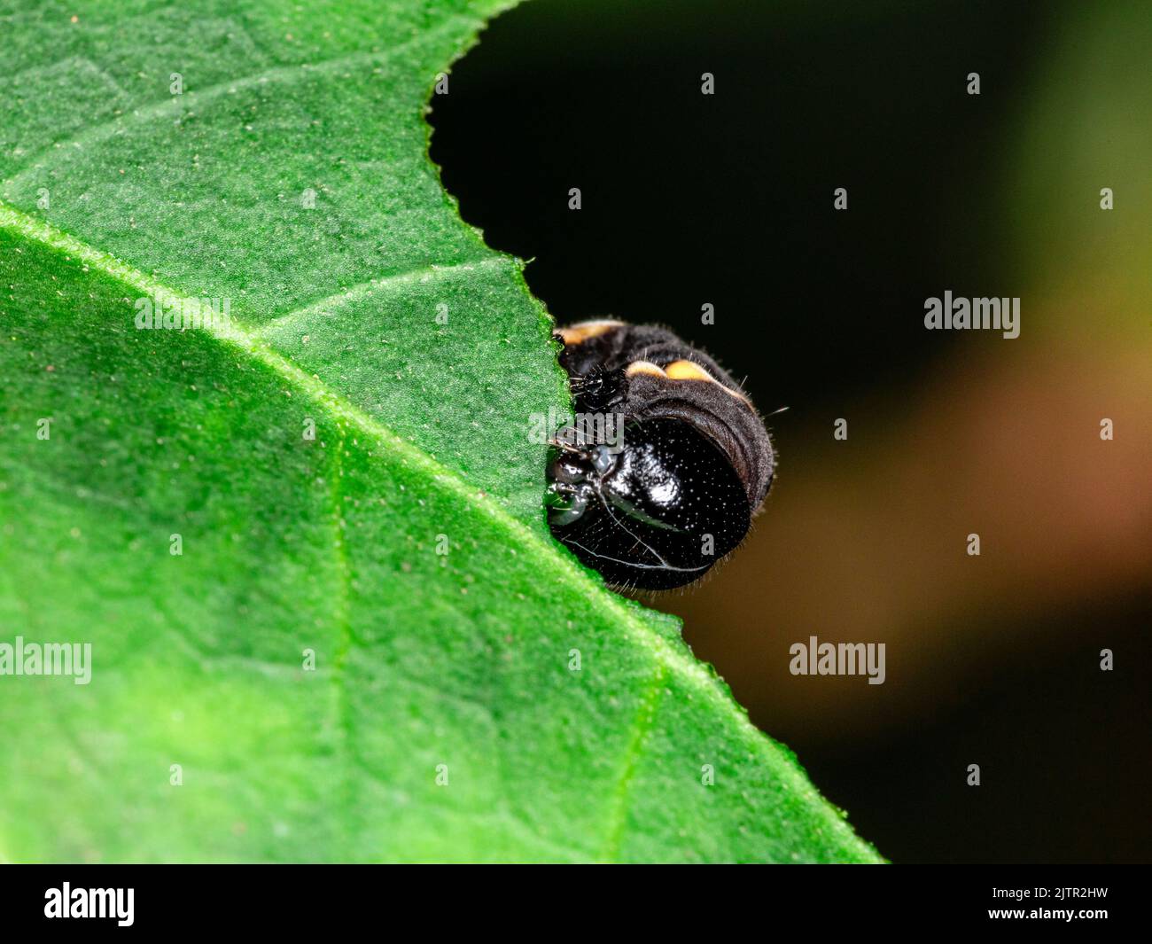 Caterpillar eating leaf on a tree Stock Photo Alamy