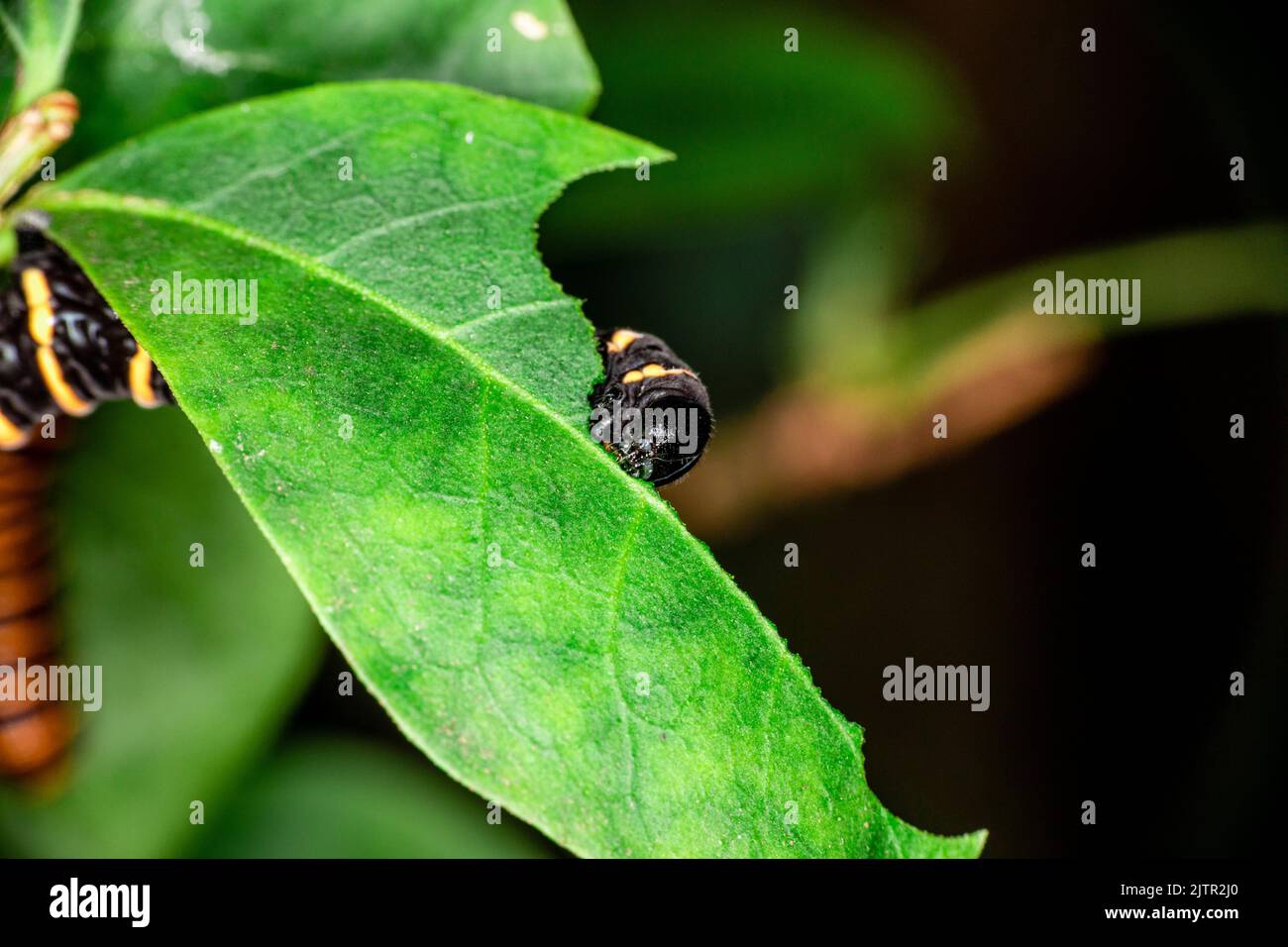 Caterpillar eating leaf on a tree Stock Photo Alamy