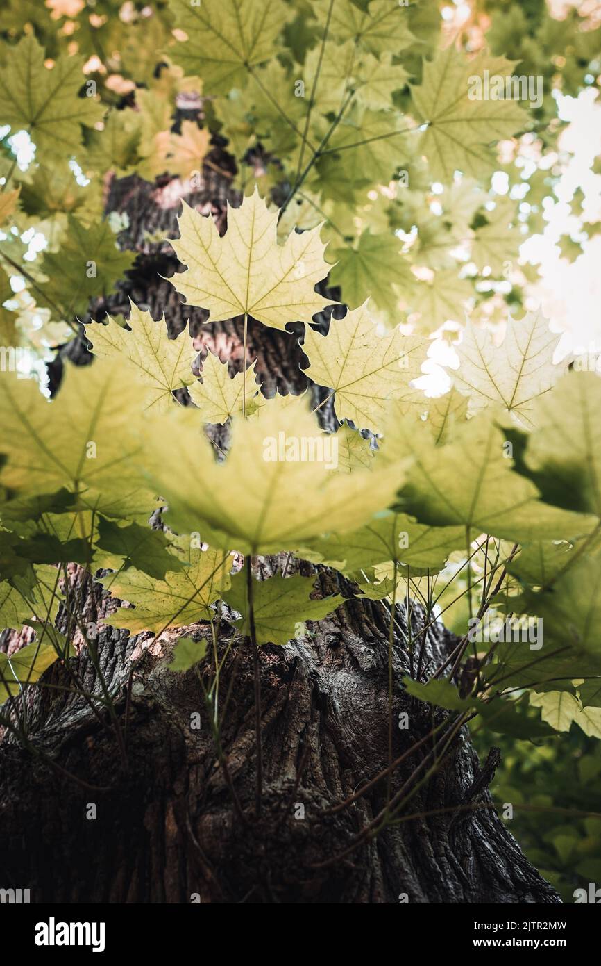 A low angle shot of maple tree leaves on a tree Stock Photo - Alamy