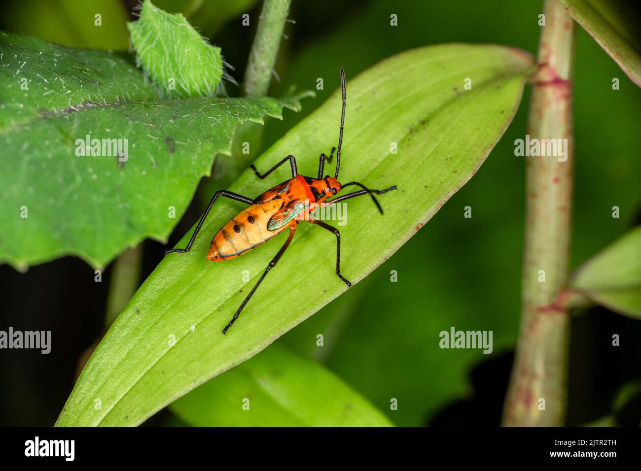 Macro photography of small insects Stock Photo - Alamy