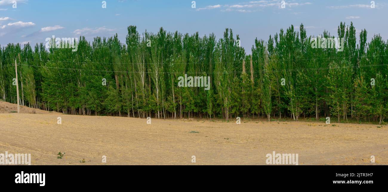 A dense mass of trees Stock Photo