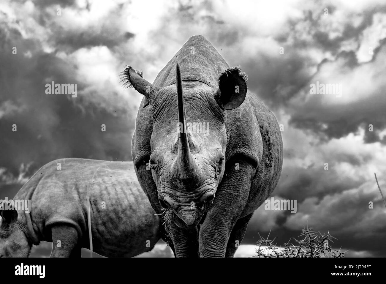 A grayscale closeup of a black rhinoceros grazing in the savanna