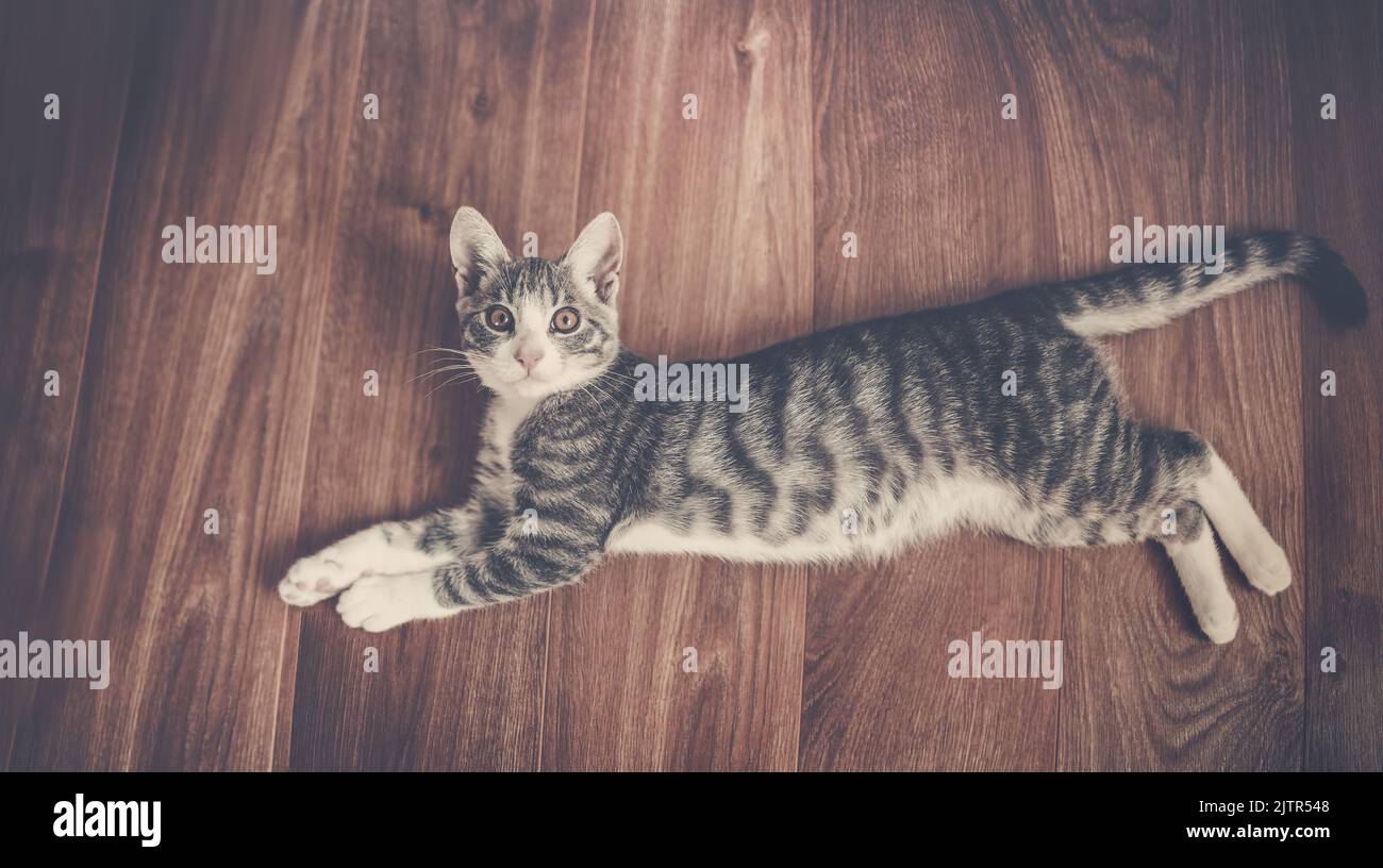 Little gray kitten lying on the floor indoors Stock Photo