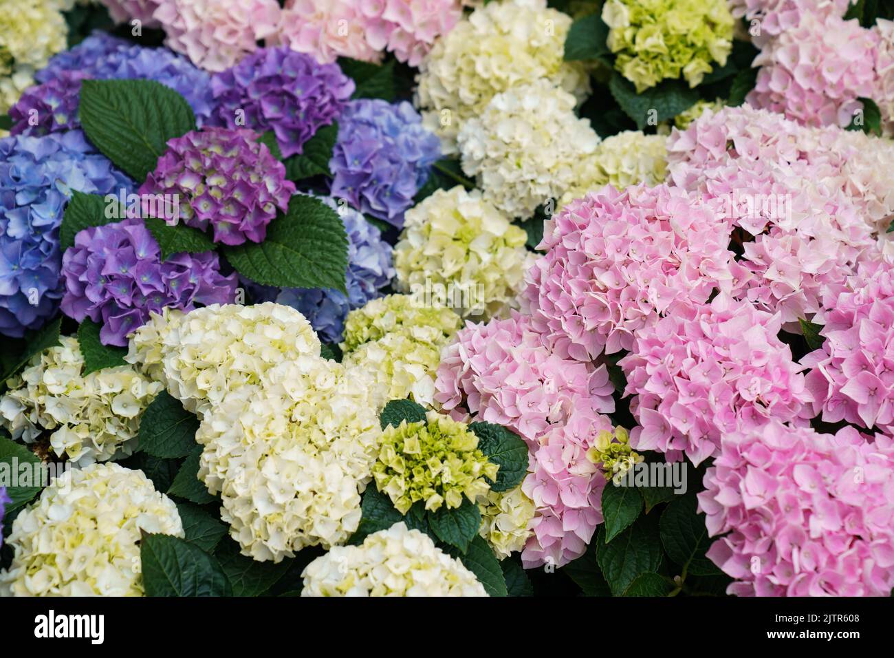 Colourful Hydrangea Flowers Stock Photo