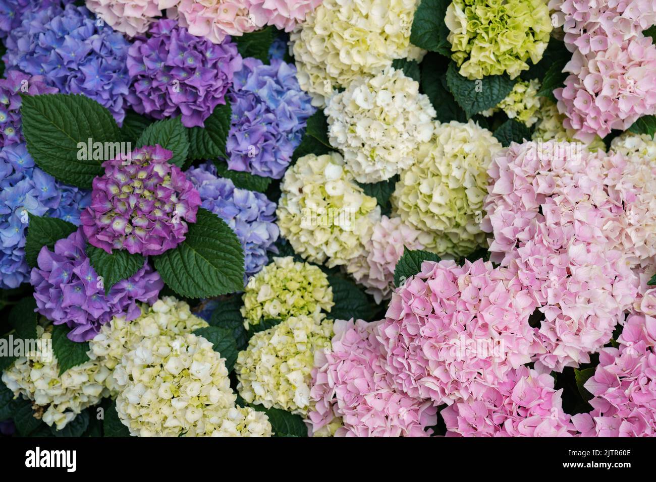 Colourful Hydrangea Flowers Stock Photo