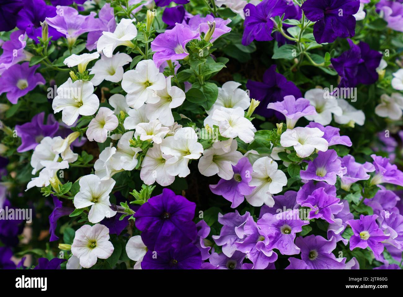 Purple and white Flowers Stock Photo