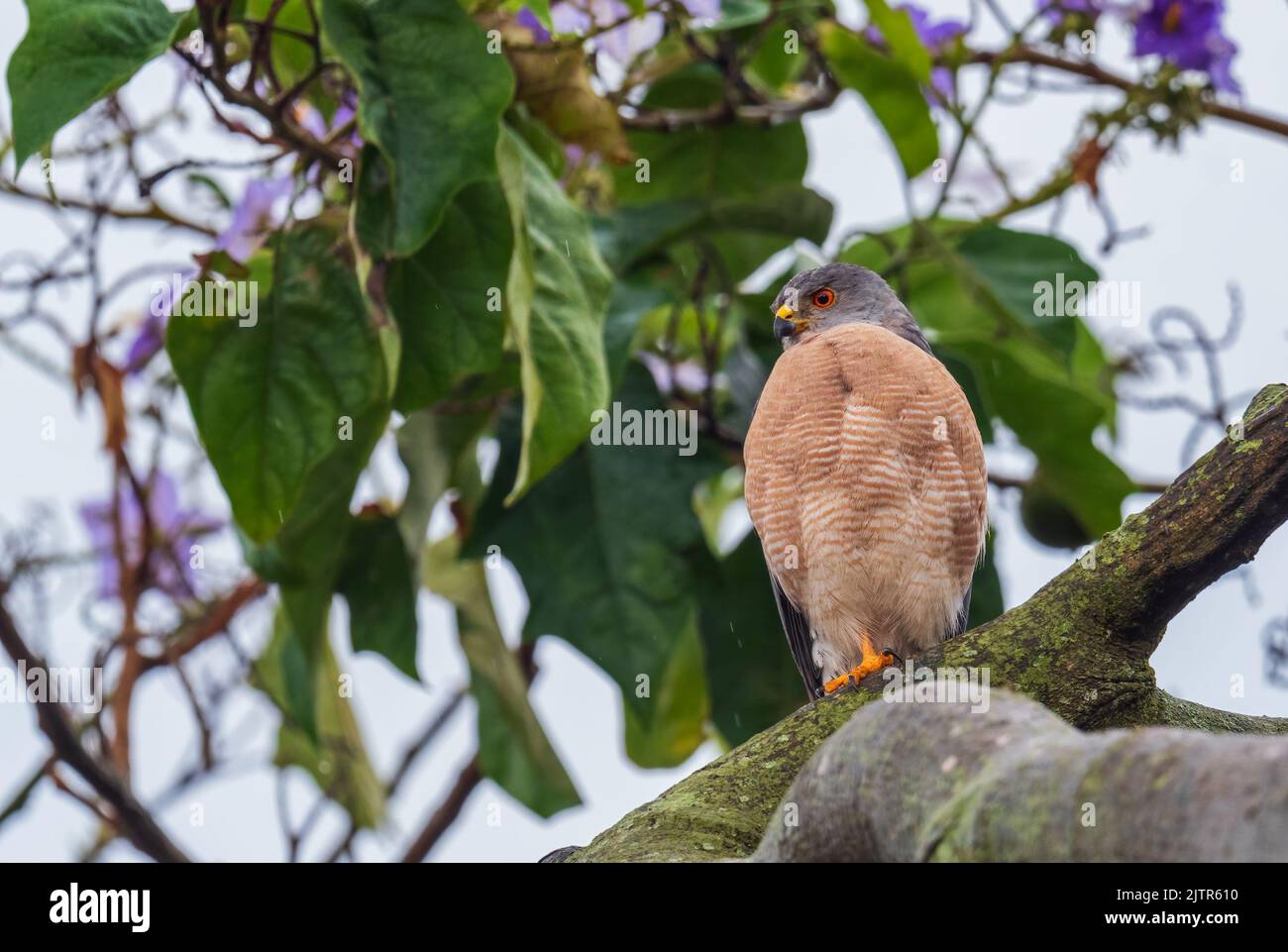 Shikra - Accipiter badius, beautiful bird of prey from African and Asian woodlands and forests, Uganda. Stock Photo