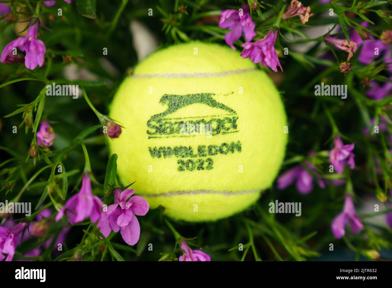 Wimbledon 2022 tennis ball in tournament Hydragea flowers found on site Stock Photo