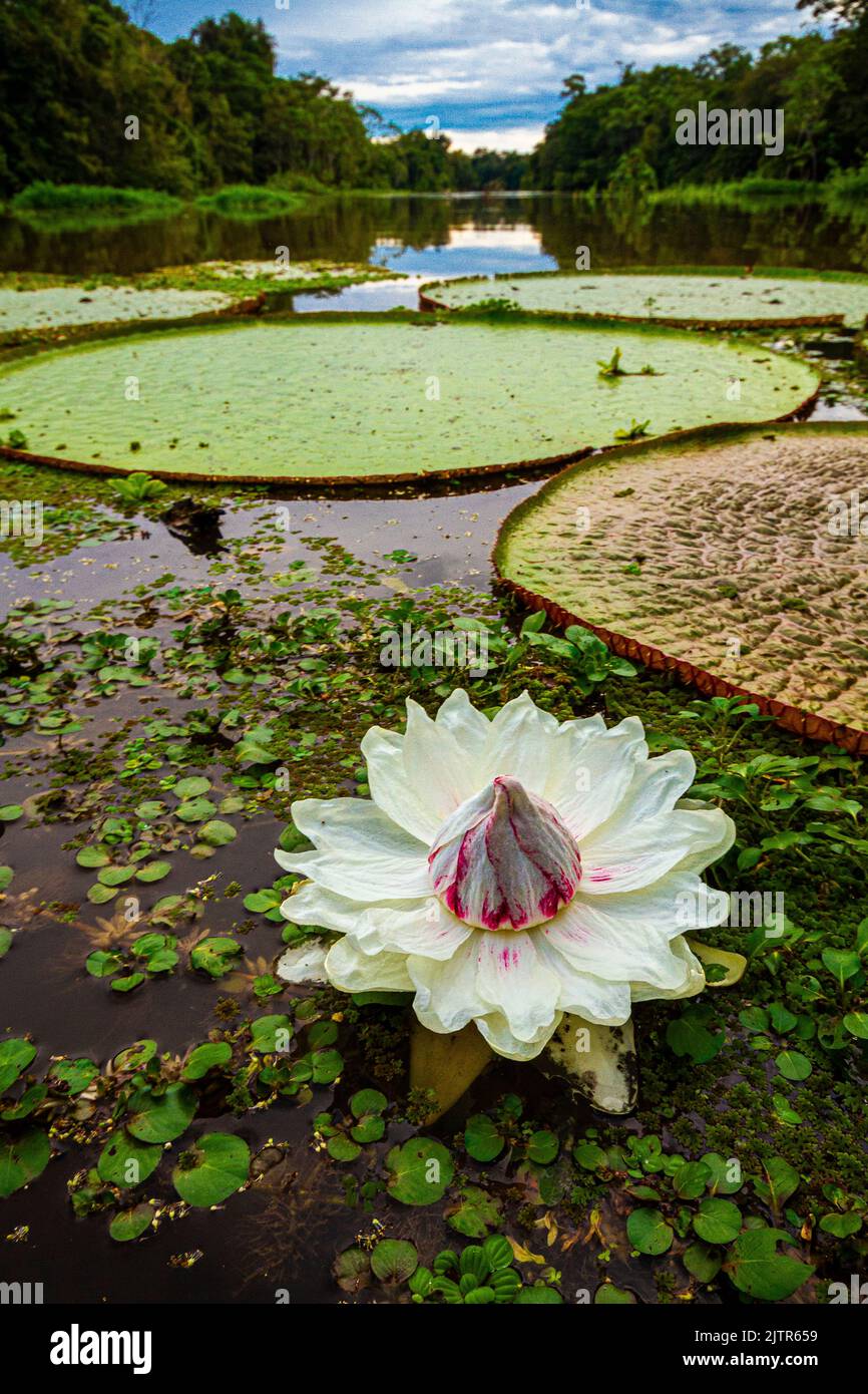Water lily, Amazon Rainforest, Brazil Stock Photo Alamy