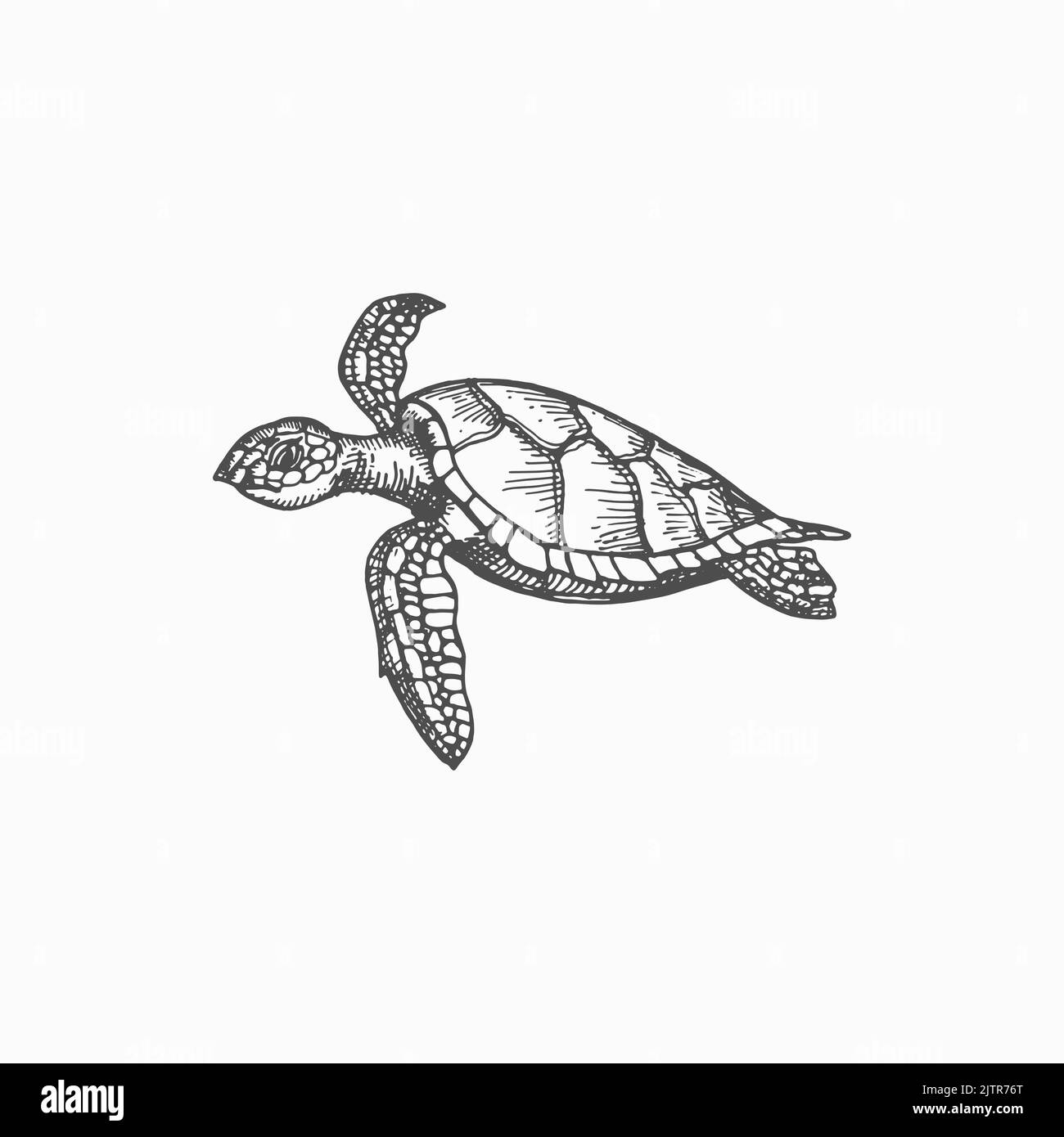 Turtle isolated Chelonia mydas endangered marine animal monochrome