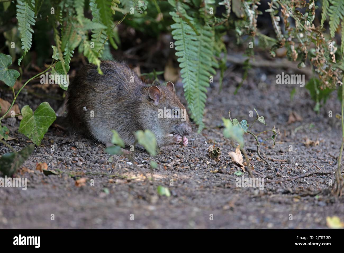 Brown Common Sewer Hanover Norway Norwegian Wharf Rat (Rattus norvegicus) Norwich GB UK July