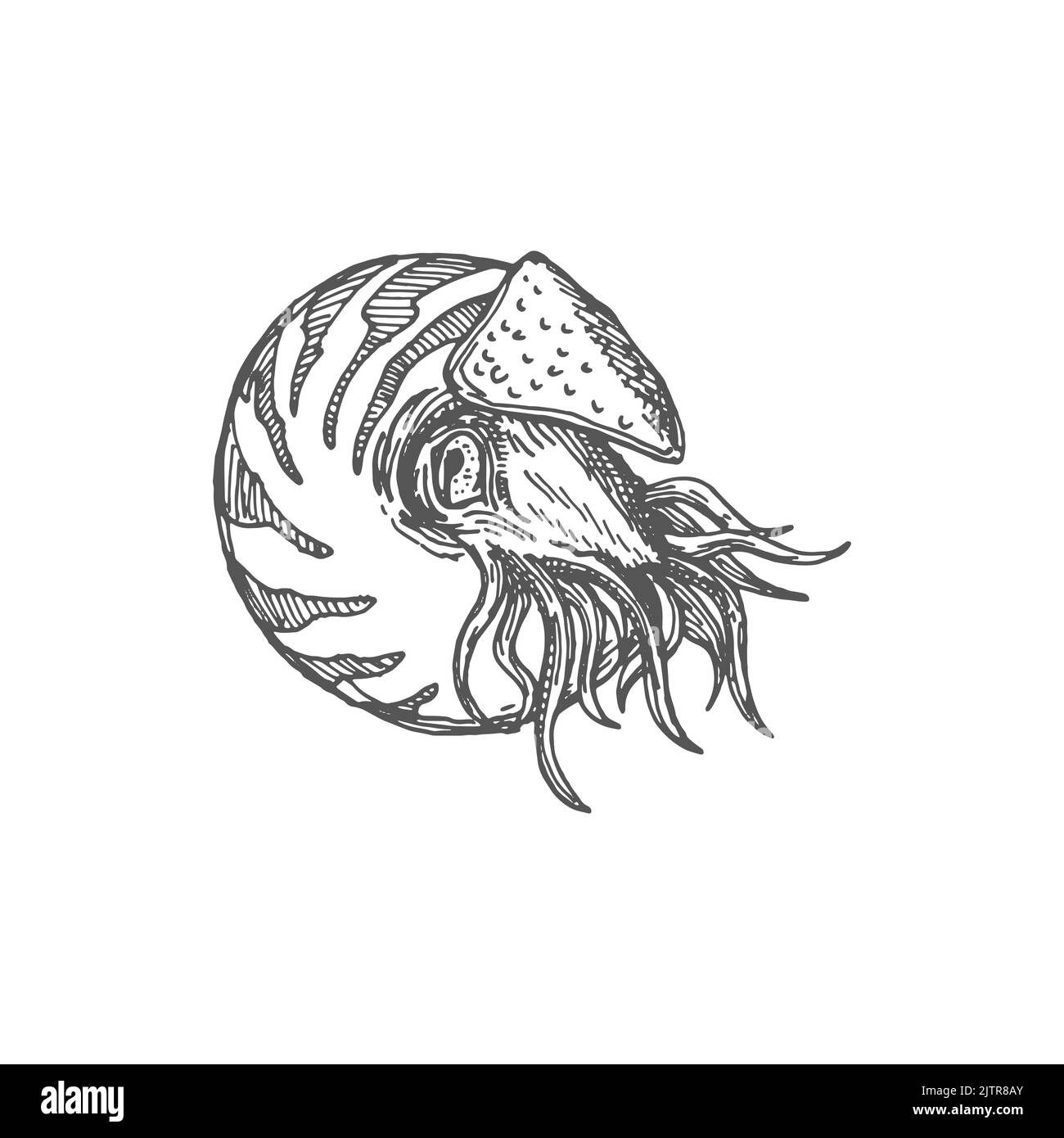 Shellfish nautilus drawing, shark eye seashell, sea snail with