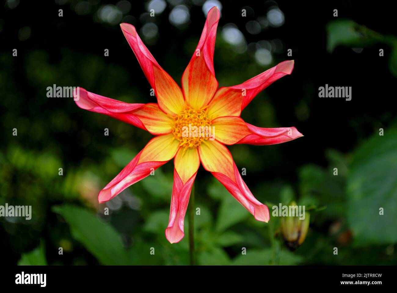 Single pink and yellow flower centered closeup, green background Stock