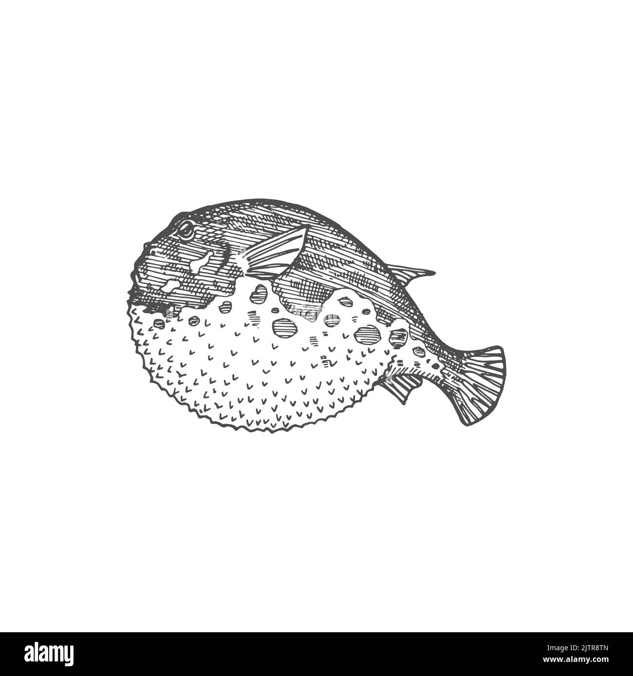Purrerfish or Japanese fugu fish isolated monochrome sketch. Vector poisonous fish with puffed stomach, exotic toxic marine deep sea ocean animal. Bogeo bok porcupine fish, Japan cuisine food delicacy Stock Vector