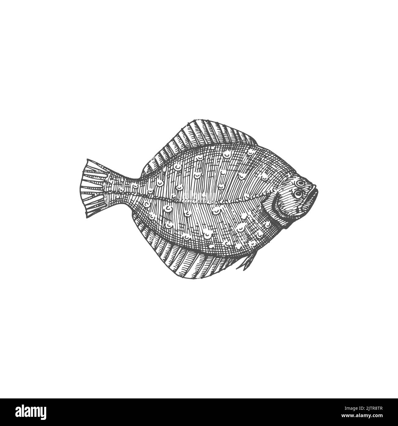 Halibut Black and White Stock Photos & Images Alamy