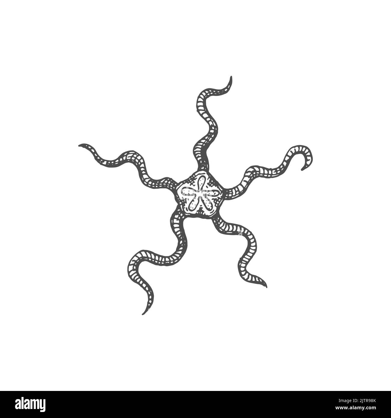 Tiled statfish hi-res stock photography and images - Alamy