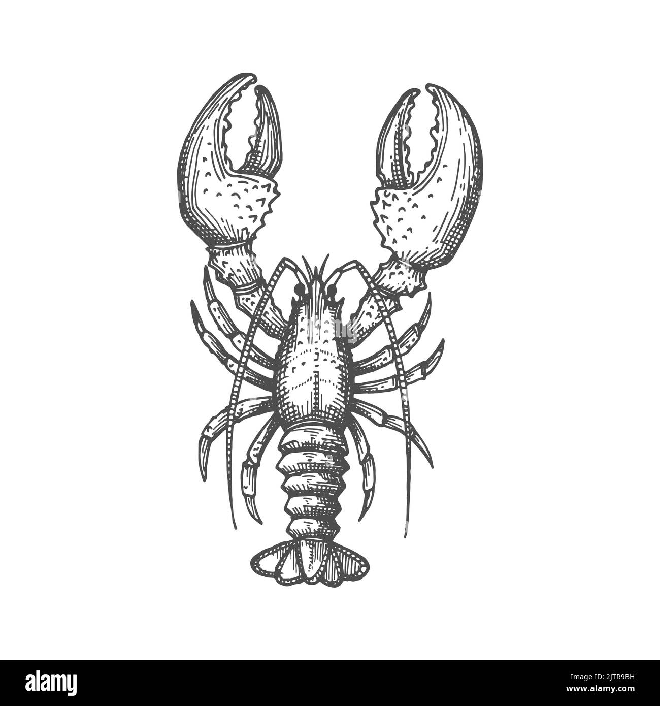 Vector lobster isolated marine animal crayfish or crawfish monochrome sketch icon. Vector raw fresh or boiled cooked crustacean, seafood hand drawn. Large marine lobster with stalked eyes, and pincers Stock Vector