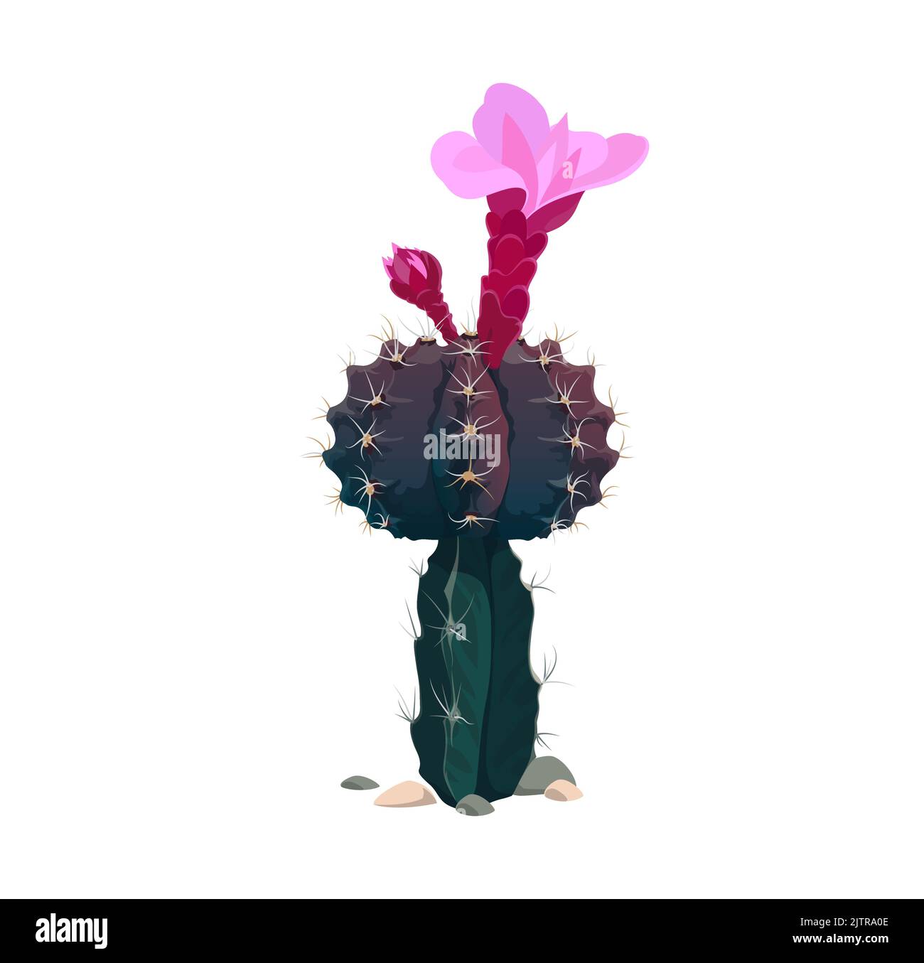 Ariocarpus kotschoubeyanus scandinavian cactus plant with spikes and pink blooming flower isolated. Vector botanical prickly growing cactus with big thorns, cartoon design. Exotic blossom of cacti Stock Vector