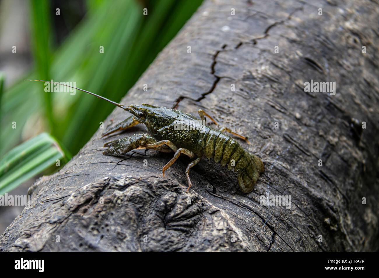 The small crayfish move on  the tree against background. Crayfish on the fallen wood Stock Photo